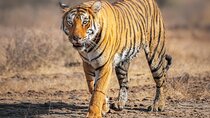 8 Day Delhi Agra Ranthambore Udaipur Jaipur Delhi Tour