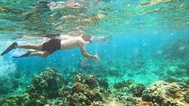 Beach Snorkel - Sea Turtle and Black Sand Lagoon