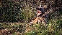 African Wild Dog Experience at Werribee Open Range Zoo 