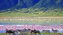 Ngorongoro Crater Day Trip – Shared Group Safari