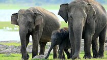 Kaudulla National Park Safari | Jeep with Tickets