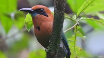 Full Day Private Bird and Nature Sightseeing Tour in Pipe Line 