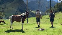 Half-Day Cocora Serenity Adventures 