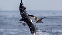 Whale and Dolphin Watching in Puntarenas