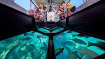 Parasailing and One Hour Glass Boat Sea Trip - Sharm El Sheikh