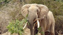  Private Hwange NP Safari Day Trip from Vic Falls