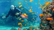 Snorkeling trip from Luxor to the Red Sea