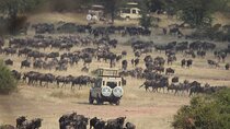 7 Days Journey of the Wildebeest – Luxury Holidays Serengeti 