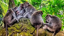 Ubud Tour - Highlight of Ubud - Traditional Tour
