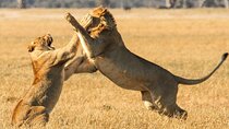 Small Group to Aquila Big5 Private Game Reserve with Wine Tasting