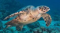 Shore Diving with private beach access & Lunch