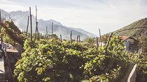 Full Day Private Amalfi Coast Wine and Food Tasting Tour