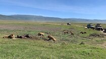 5 Days Classic Tanzania Camping Safaris