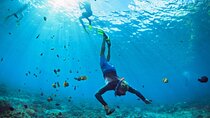 Coral Garden Snorkeling sea trip with One Intro Dive - Marsa Alam