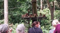 Full-Day Sepilok Orangutan and Sandakan City Trail from Kota Kinabalu