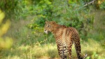 Day Tour from Colombo to Yala National Park Safari