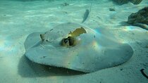 Snorkeling Adventure to Daymaniat Islands