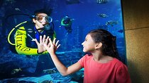 Atlantis Lost Chamber Aquarium in Dubai