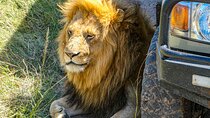 3-Day Luxury Safari in Amboseli National Park, Nairobi