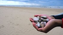 Pipi Catching and Cooking Experience in Goolwa 