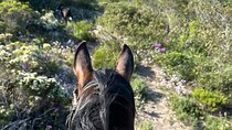 Half day Horse back safari