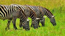 lake mburo national park
