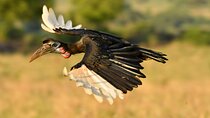 Birding And Nature Tours