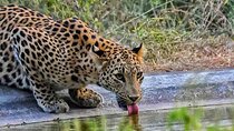 6-Days Private Luxury Golden Triangle Tour with Jhalana Safari