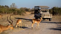 Cape Town Private Big Five Safari Tour