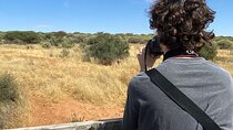 Predator Encounter: Half-Day Carnivore Feeding Windhoek 