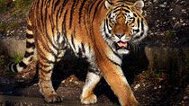From Jaipur: Ranthambore Tiger Safari Same Day Trip
