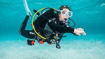 Scuba Diving Experience in Madeira