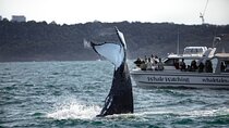 Private Luxury Intimate Whale Watching
