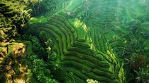 Bali: Ubud (Temple, Spring, Rice Terraces, & Waterfall)