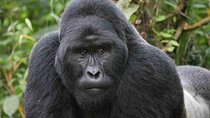 4WD Bwindi and Kibale Tour from Kigali
