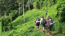 Bush Hiking to explore Wild Plants & Fresh Fruits,Montego Bay