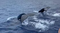 Whale Watching on Big island 