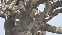 Day trip to Tarangire National park