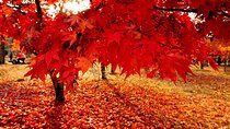Full Day Private Tour in Nami Island 