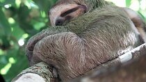 Manuel Antonio National Park guided tour