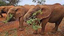 Nairobi National Park & Elephant Orphanage Day Tour 