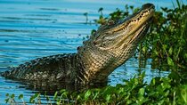  Private Everglades Tour: Explore the Beauty of the Everglades