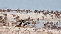 Full Day Birdlife Tour in Bribie Island
