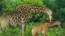 Nairobi Giraffe Center and Karen Blixen Museum Guided Tour