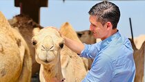 8 Hours Al Ain City Tour without lunch 
