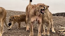 Safari In Nairobi Kenya National Park Half day Tour