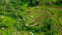 Bali Half-Day Car Charter: Ubud Village Tour