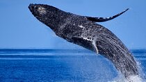 Late Morning Whale Watch Cruise from A'bay