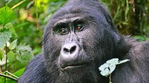 3 Day Guided Gorilla Tracking Safari At Bwindi National Park 