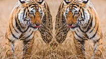 4 Day Golden Triangle with Ranthambore Tiger Safari from Delhi